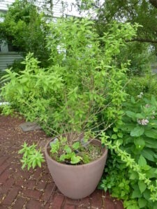 Lemon verbena plant in a container