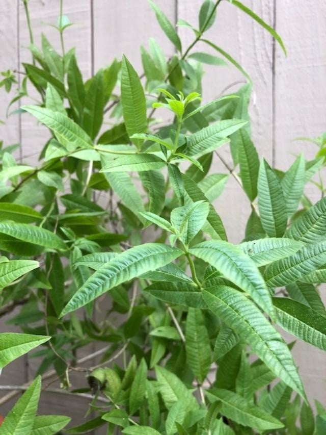lemon verbena