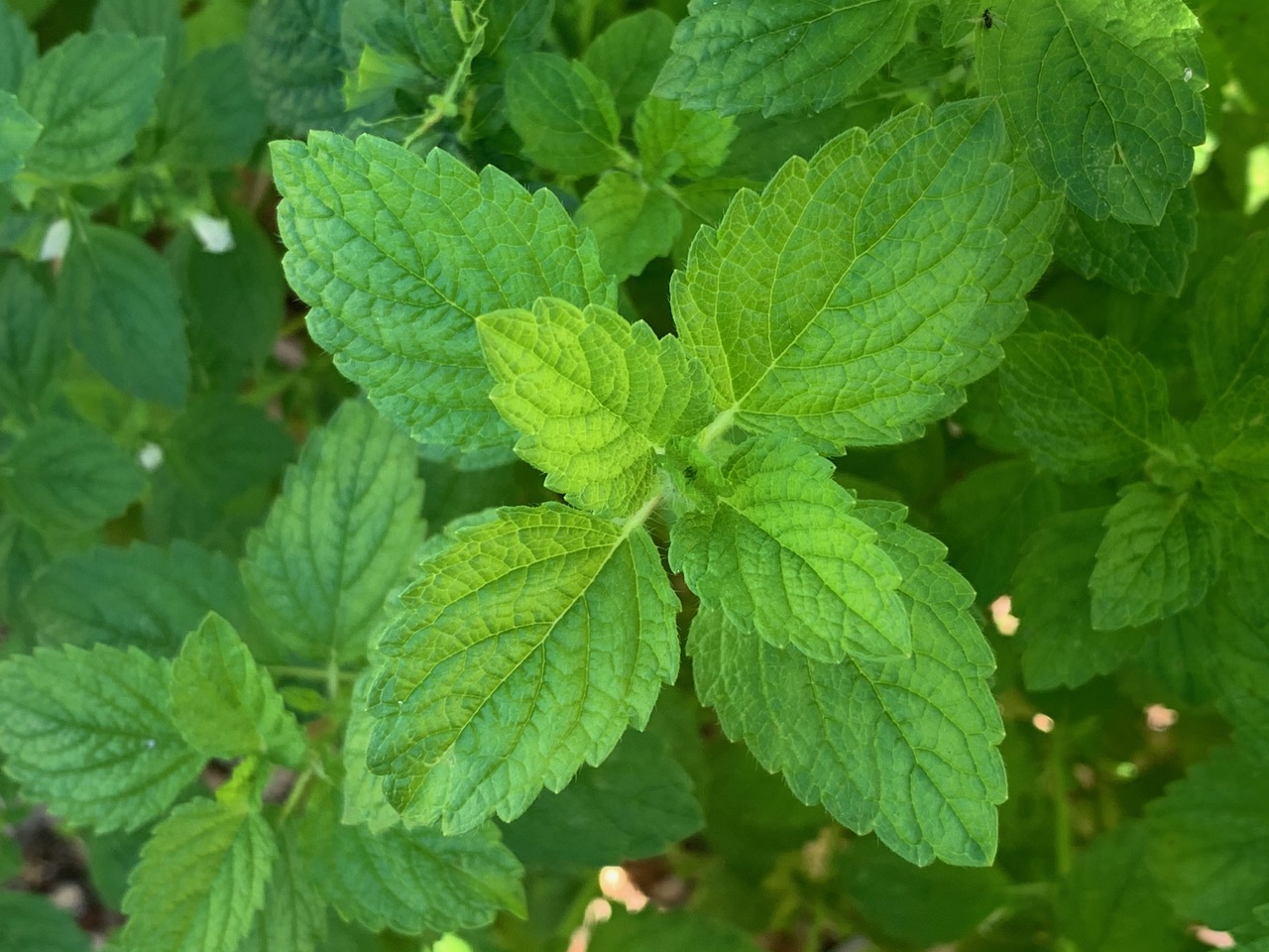 LemonBalm Close