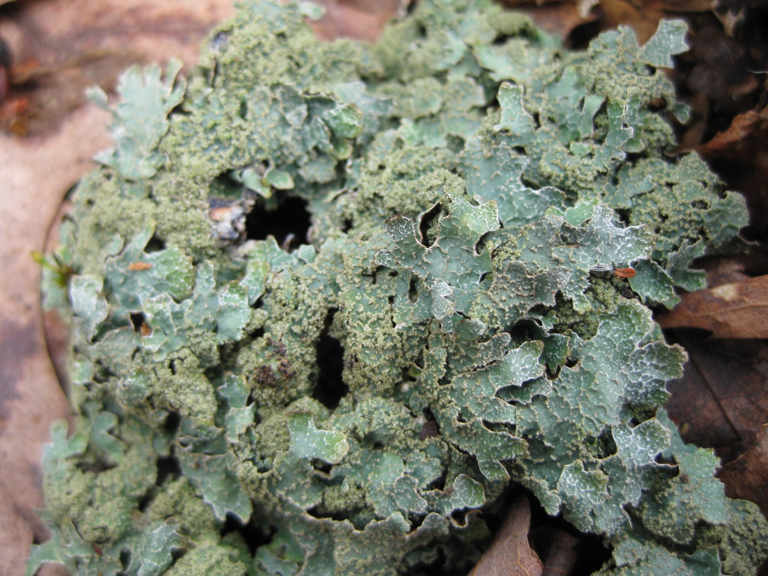 Lichen, Rough speckled shield