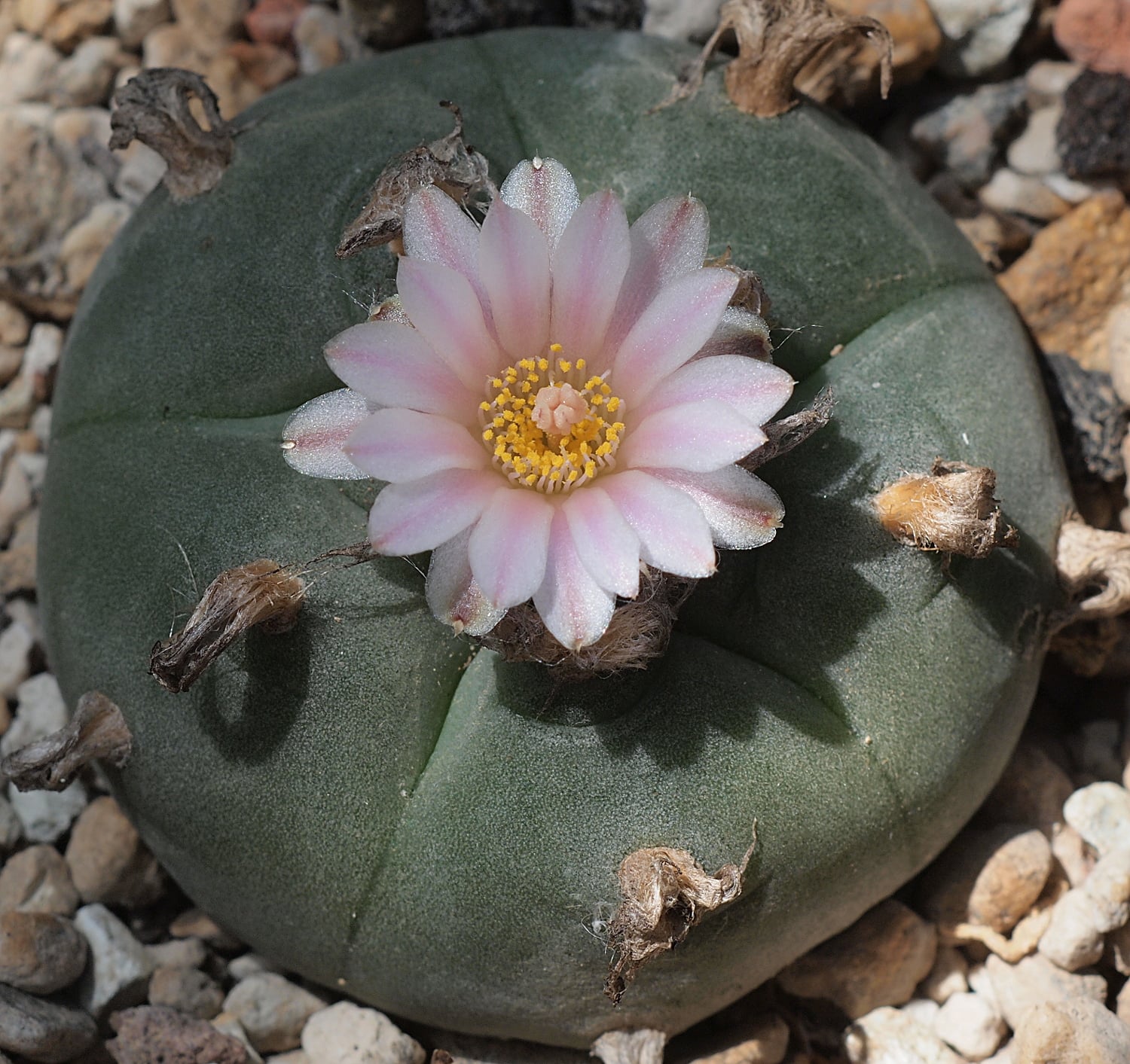 Lophophora williamsii