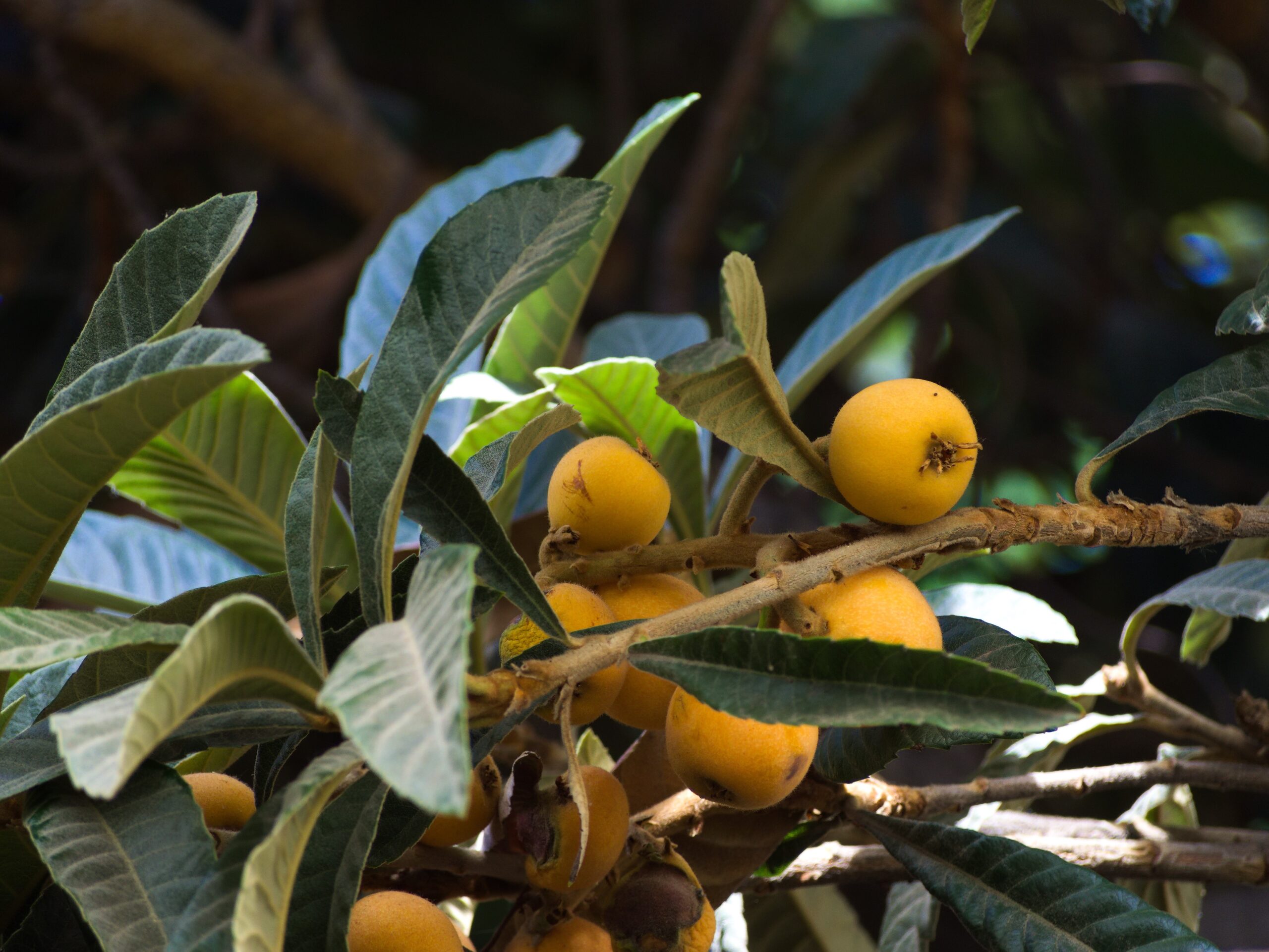 Medlar with fall color and fruit