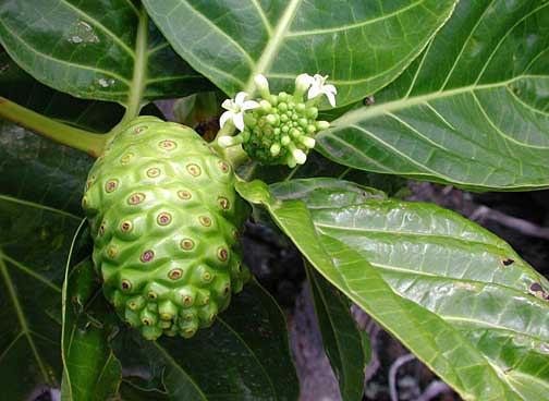 Morinda citrifolia flowers and fruit