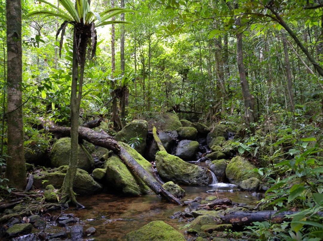 Photo of the Madagascar rainforest