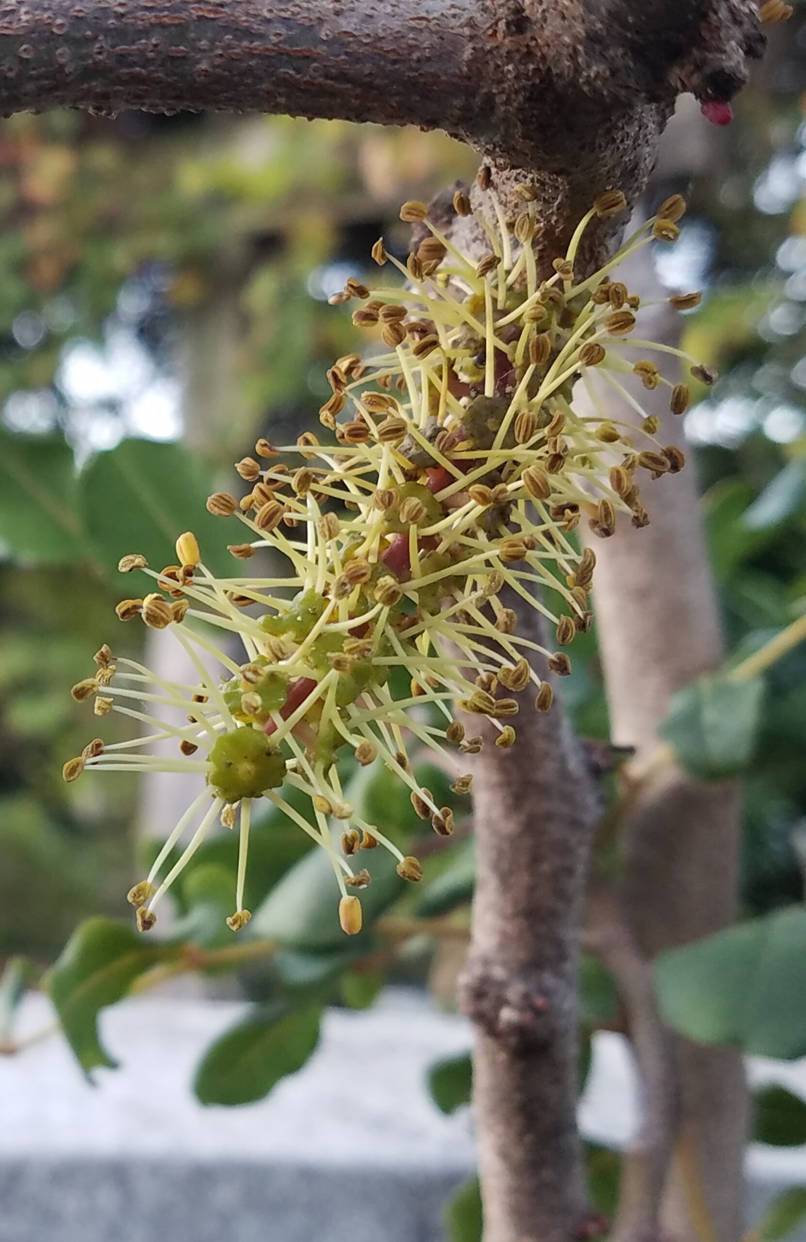 Male carob flowers zoomed in 2