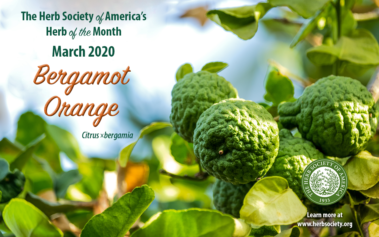 March2020 HOM Bergamot Orange