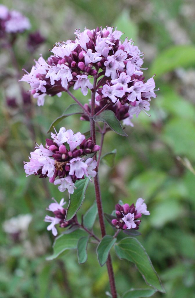 Oregano, May’s Herb of the Month