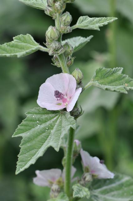 Marshmallow (Althaea officinalis)