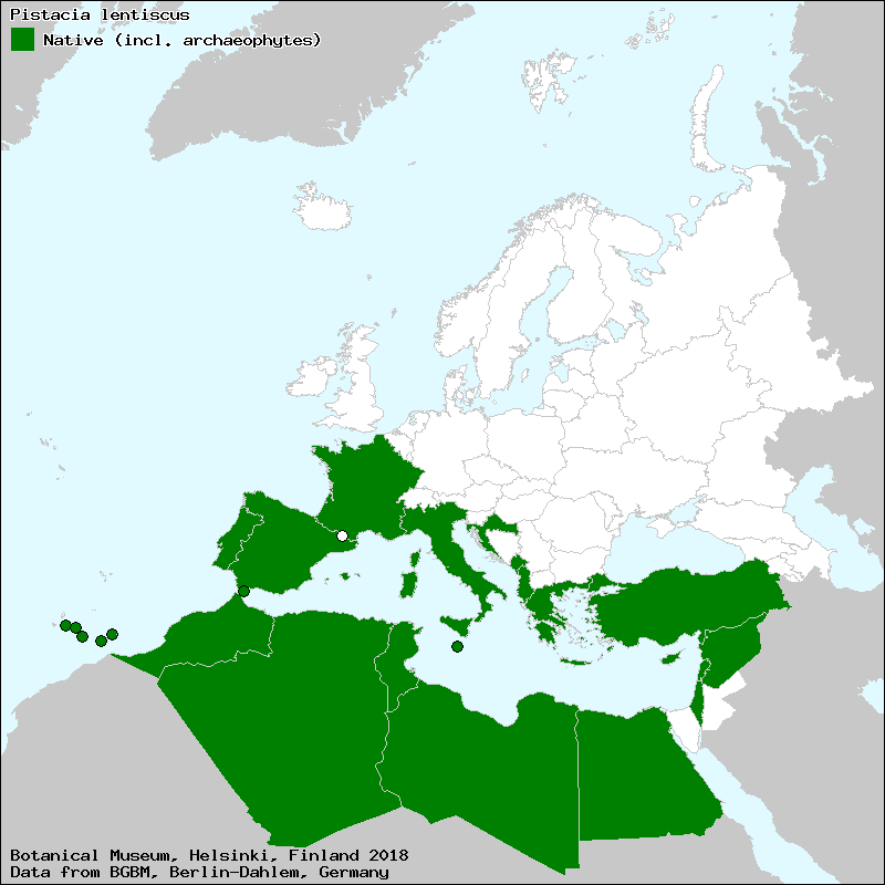 Map of Pistacia lentiscus native range