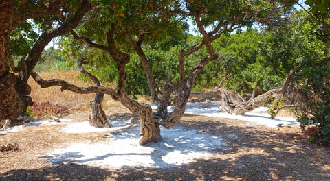 Mastic harvesting preparation