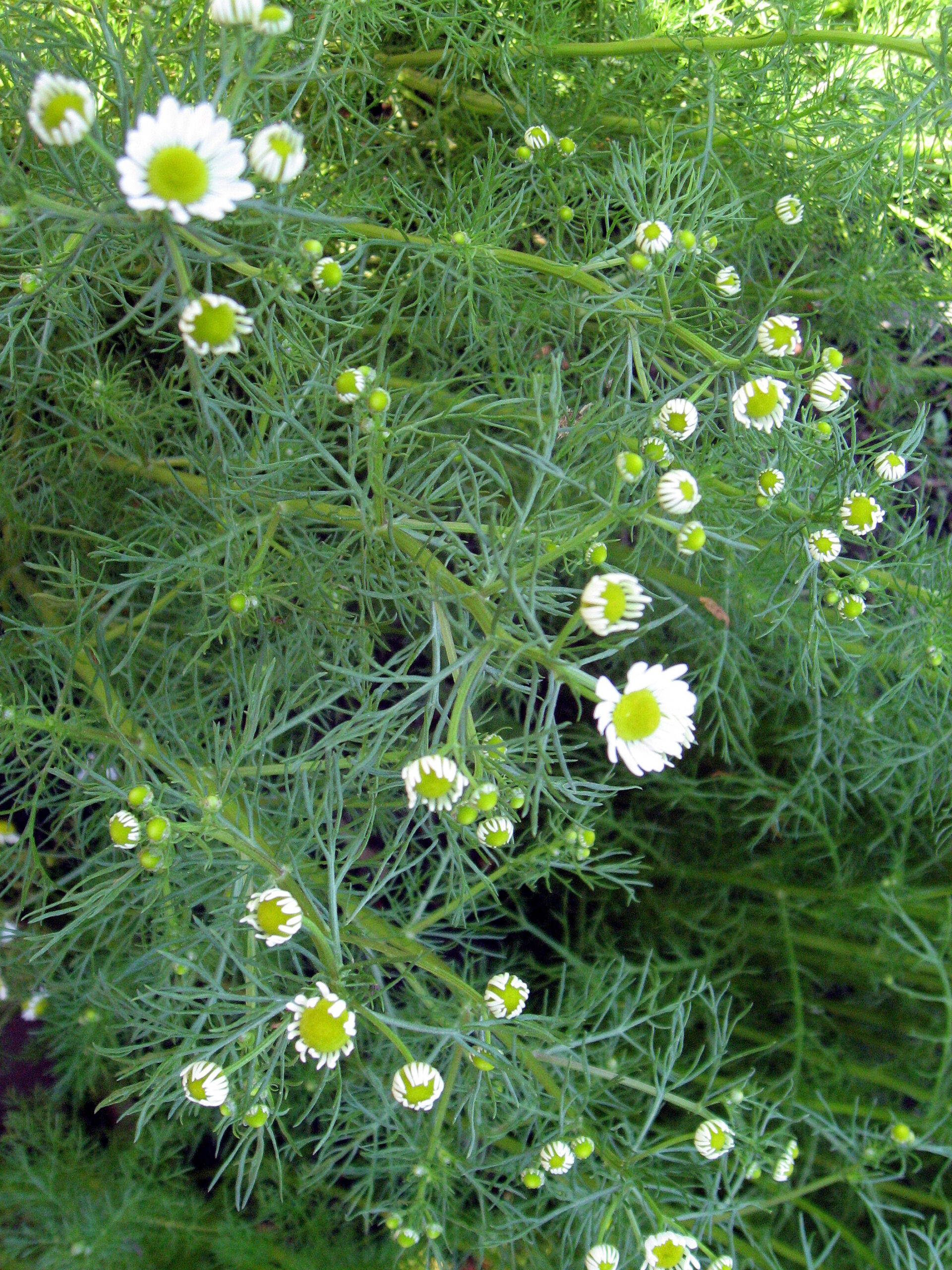 Roman chamomile flowers