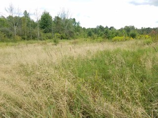Darrow Road Park meadow before June 2020