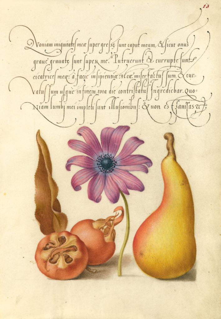 16th century painting of medlar, poppy anemone, and pear by Hoefnagel and Bocskay