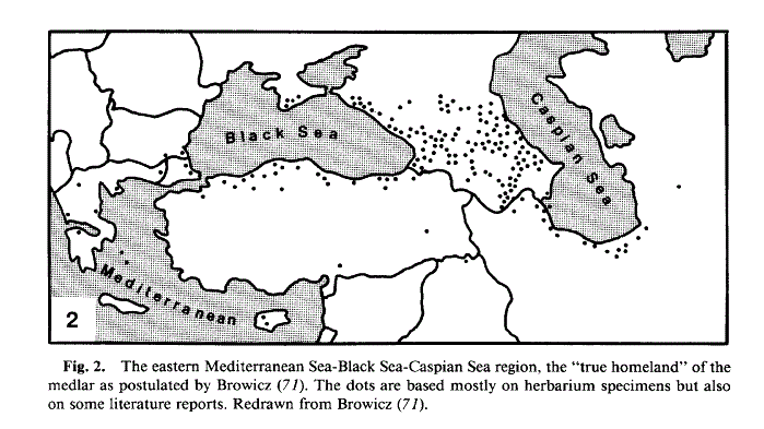 Medlar Range map