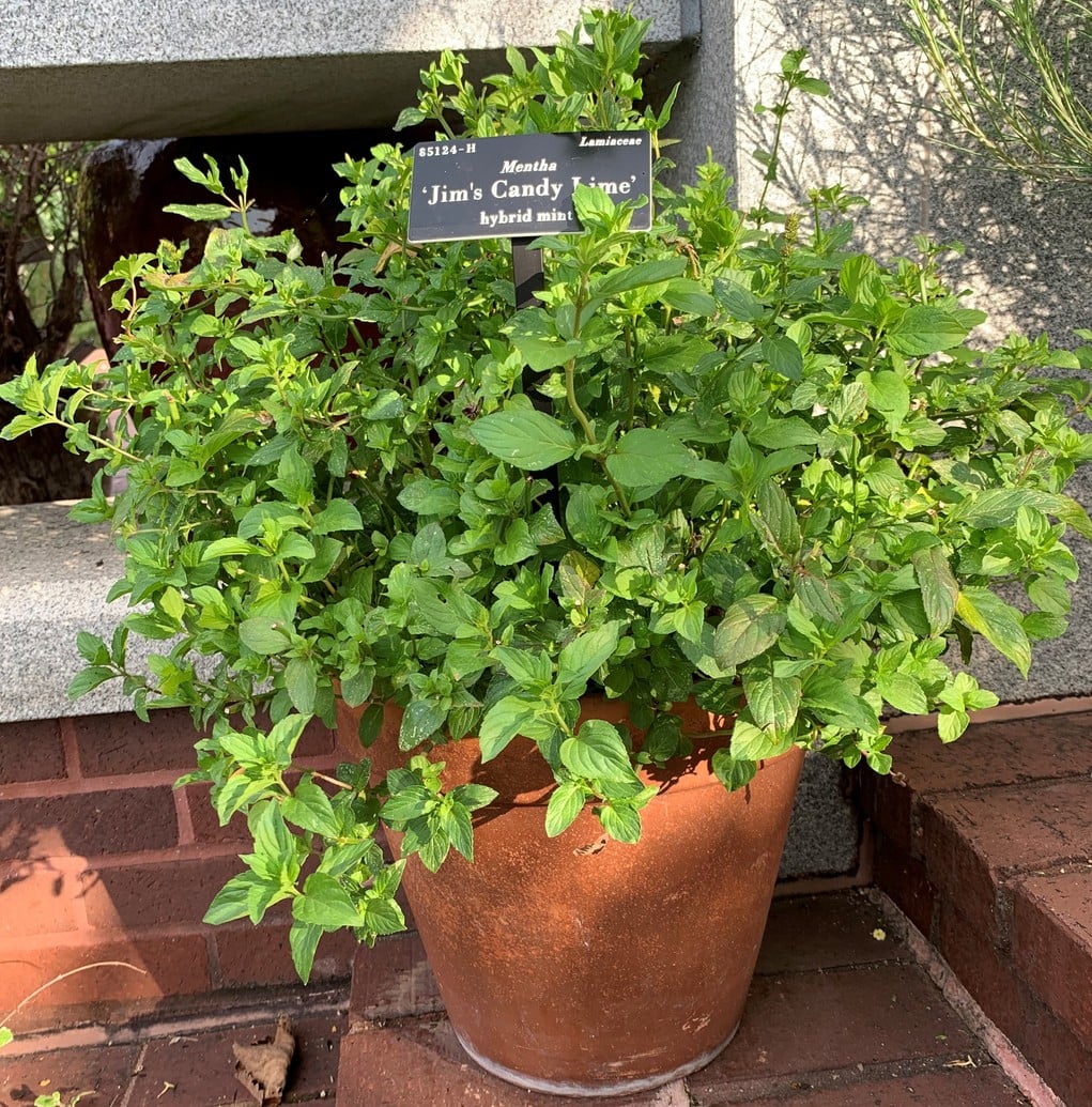 Mentha Jim's Candy Lime by Piper Zettel