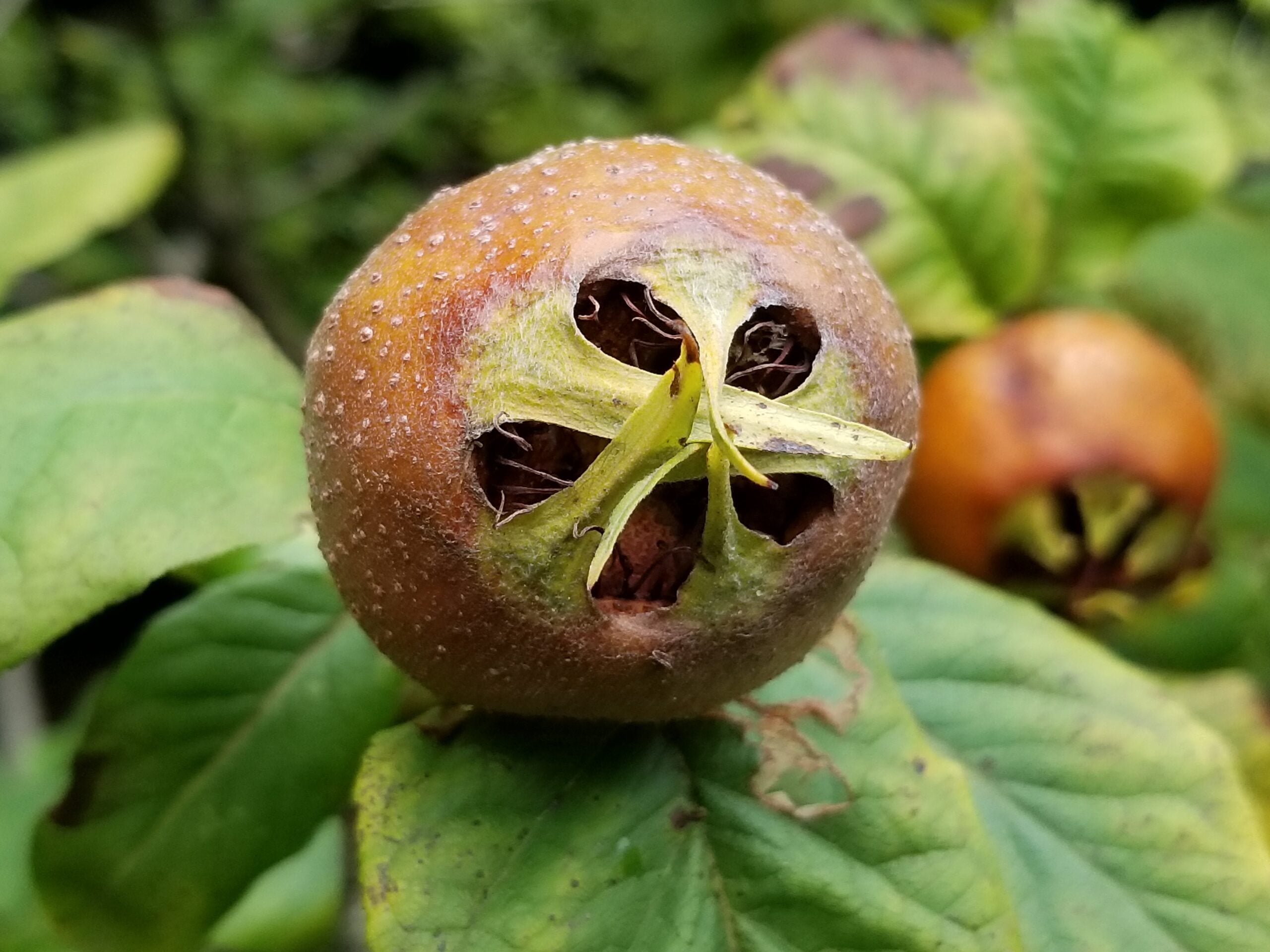 Mespilus germanica 9-9-2021 (1)