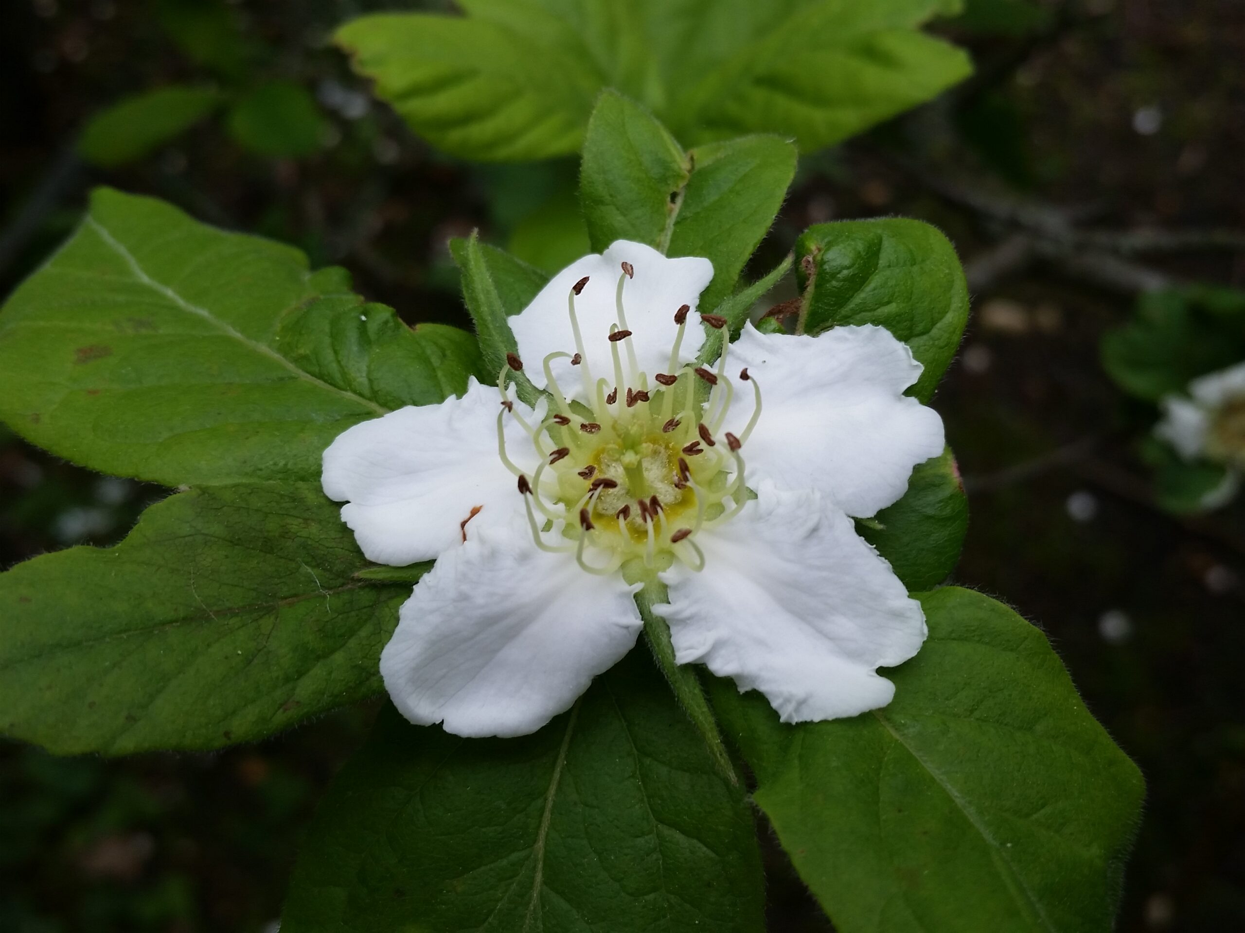 Mespilus germanica flower (1)
