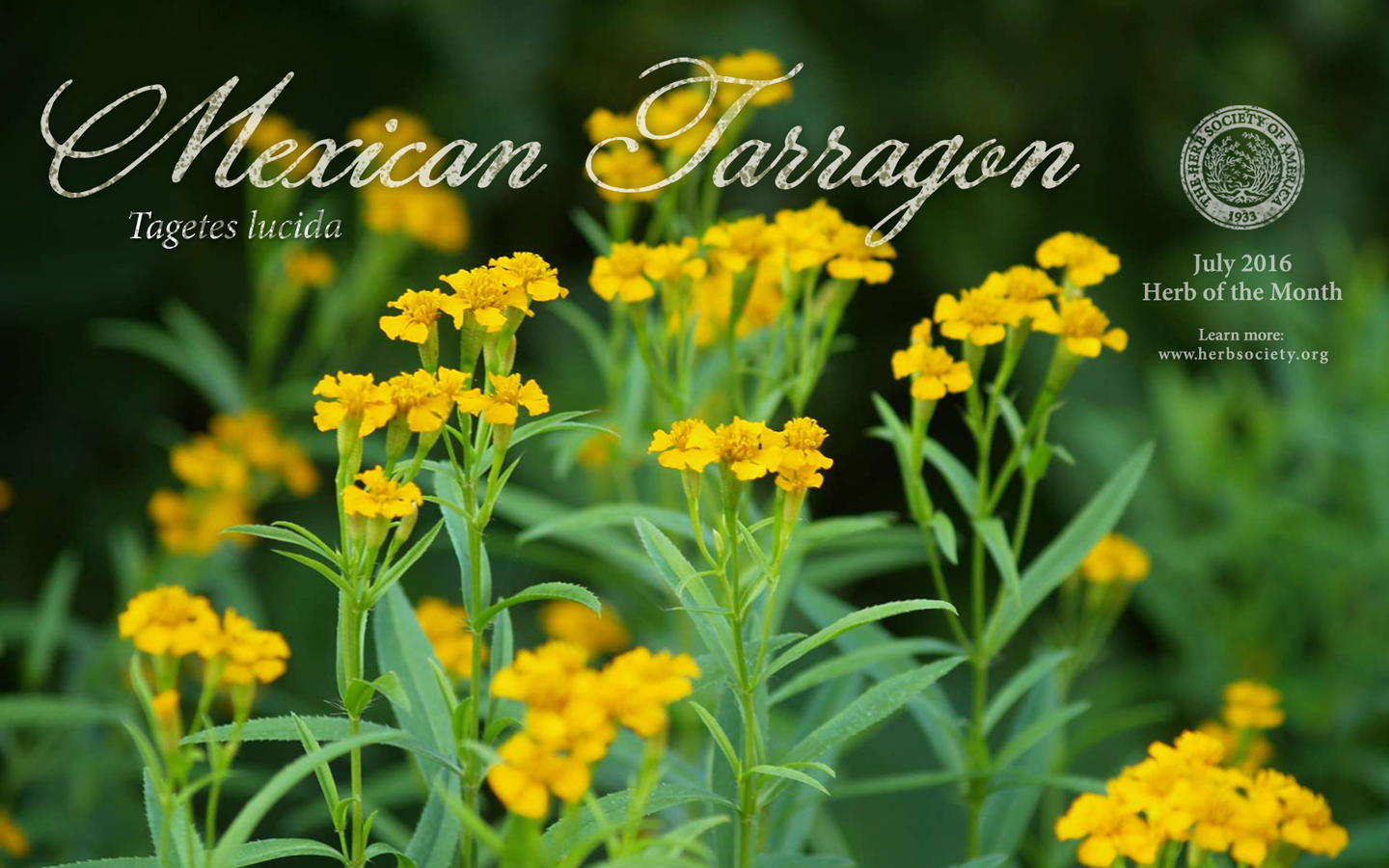 Mexican tarragon
