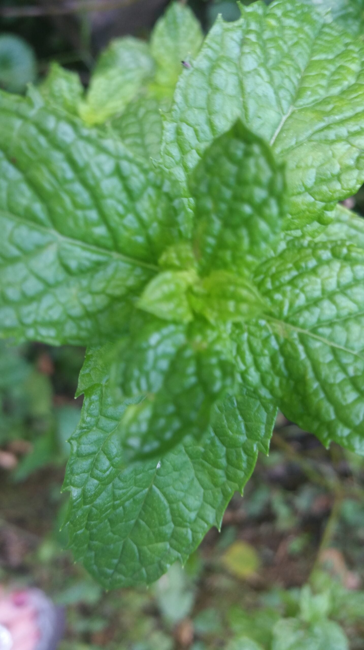 Mint