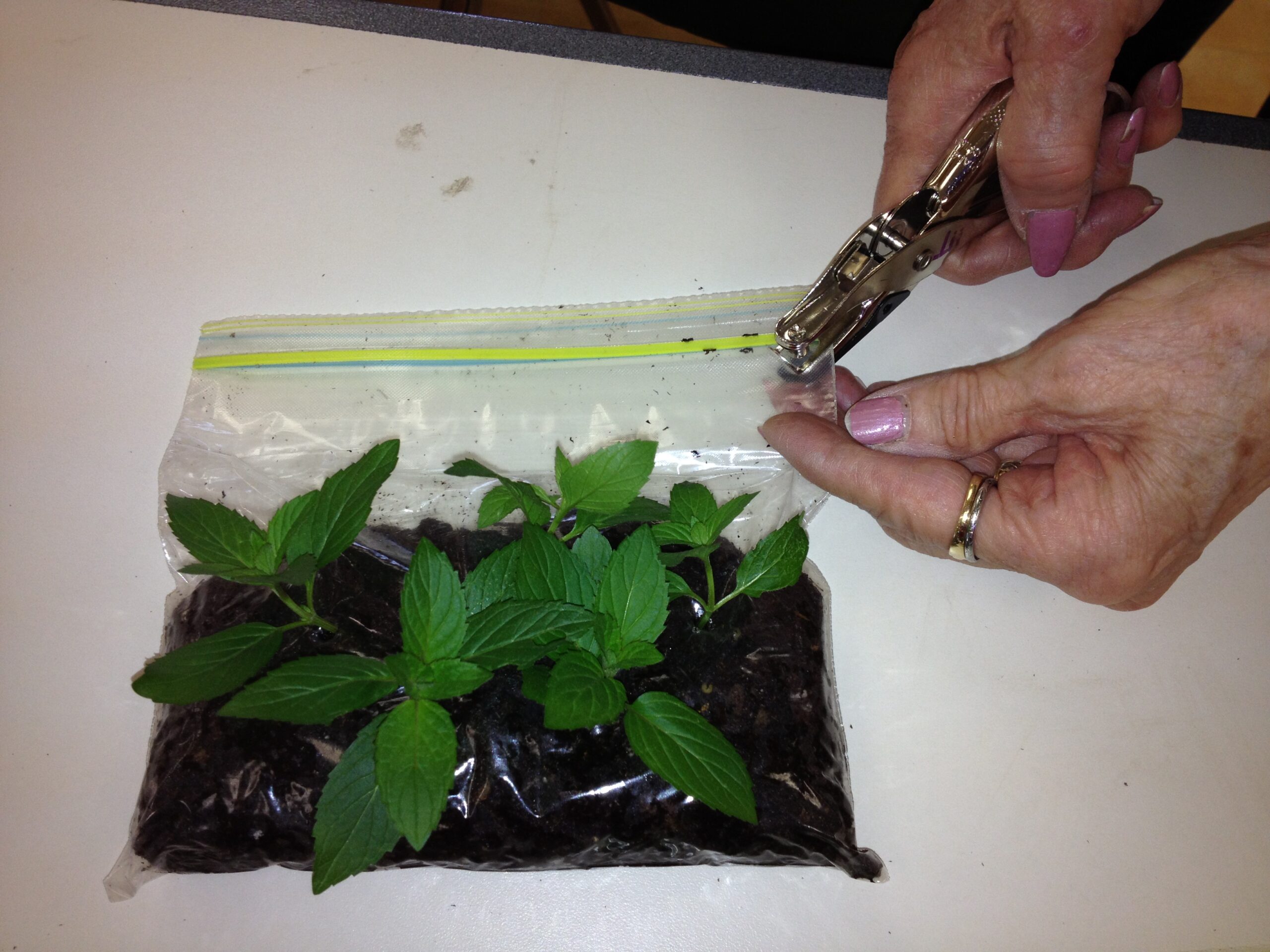 Mint cuttings in a baggie with soil