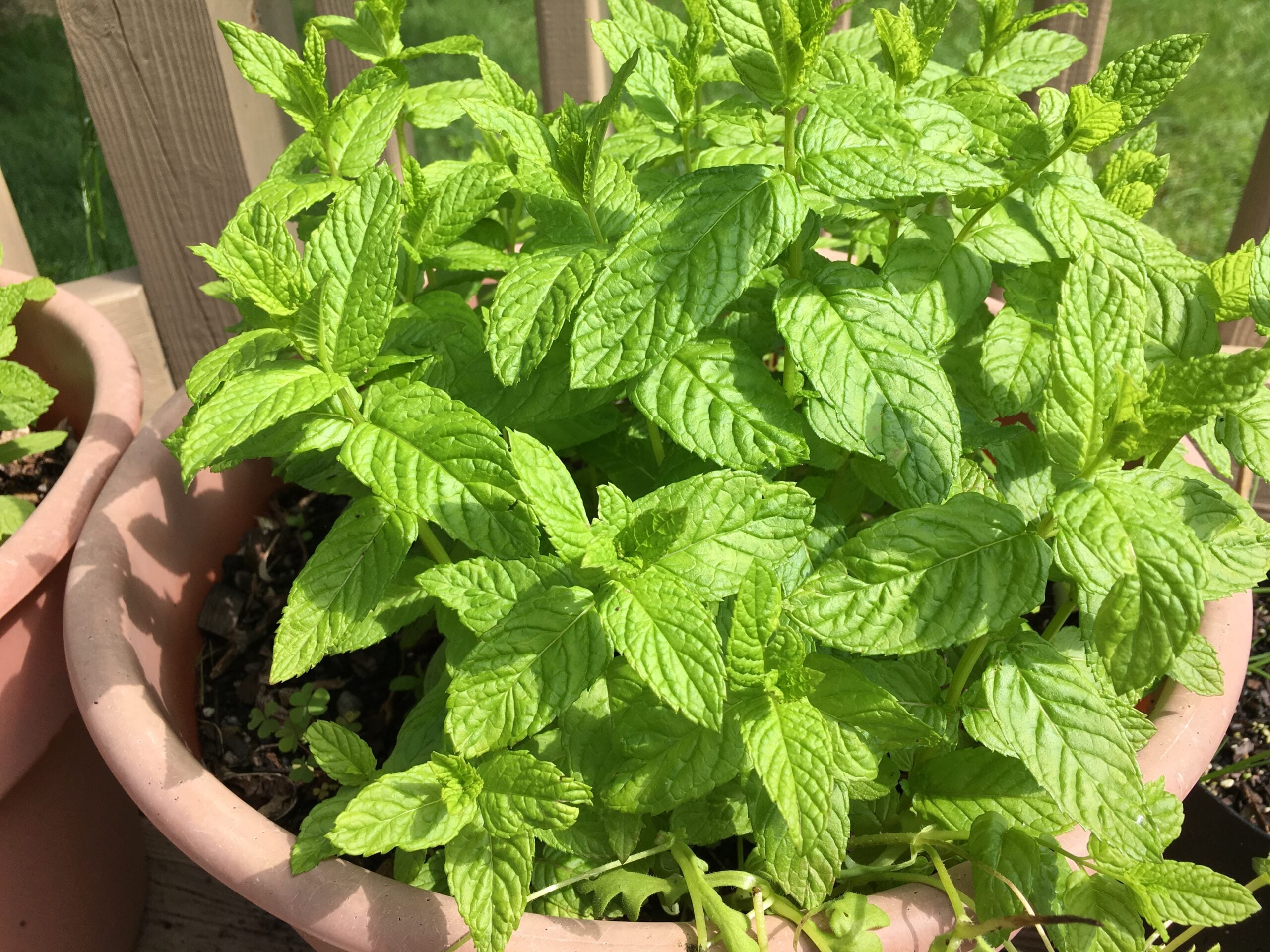 Mint in a container
