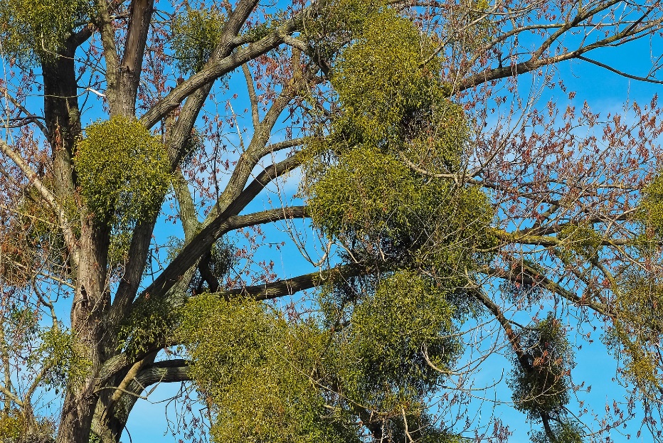 mistletoe 2