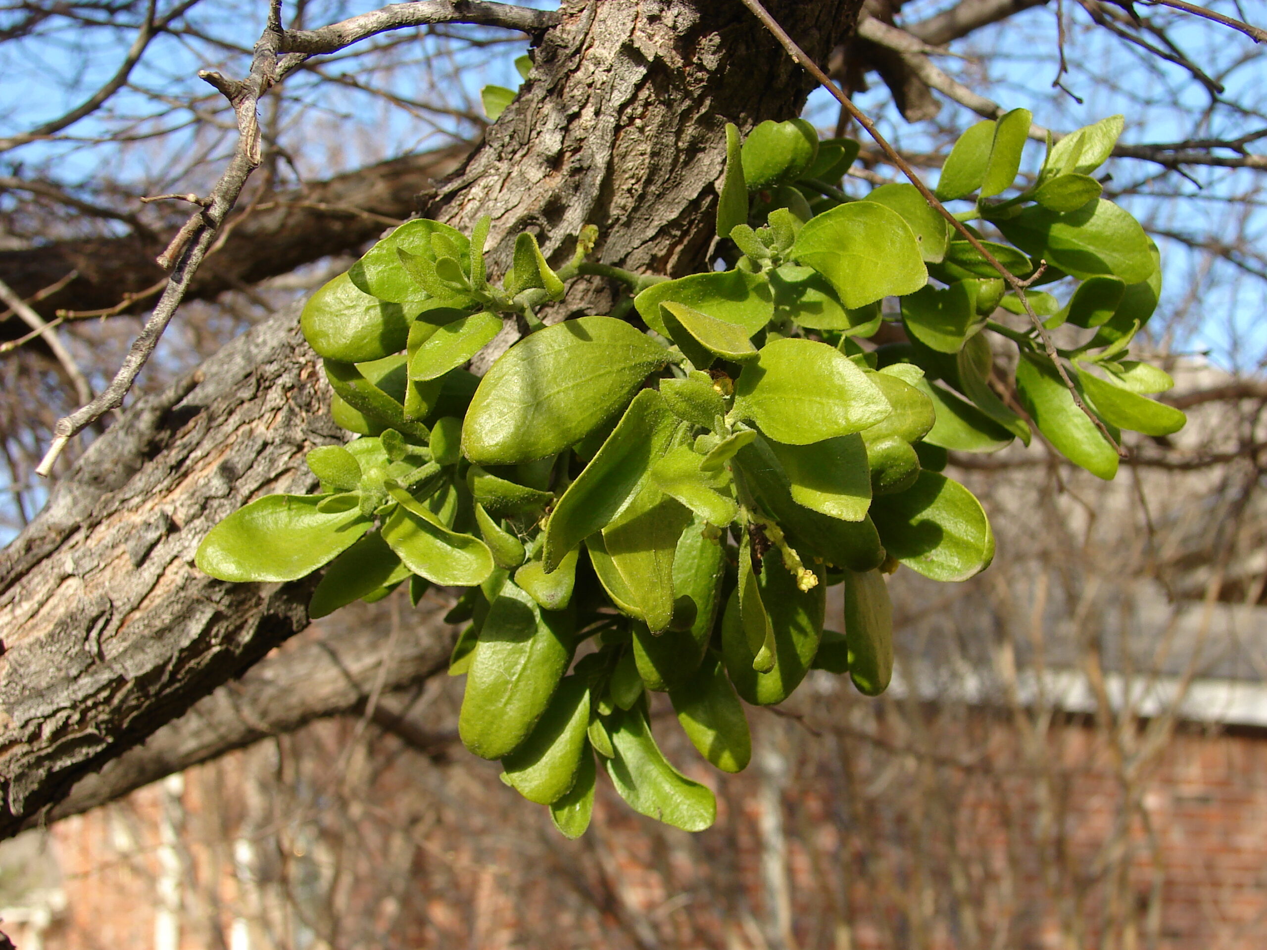 Mistletoe