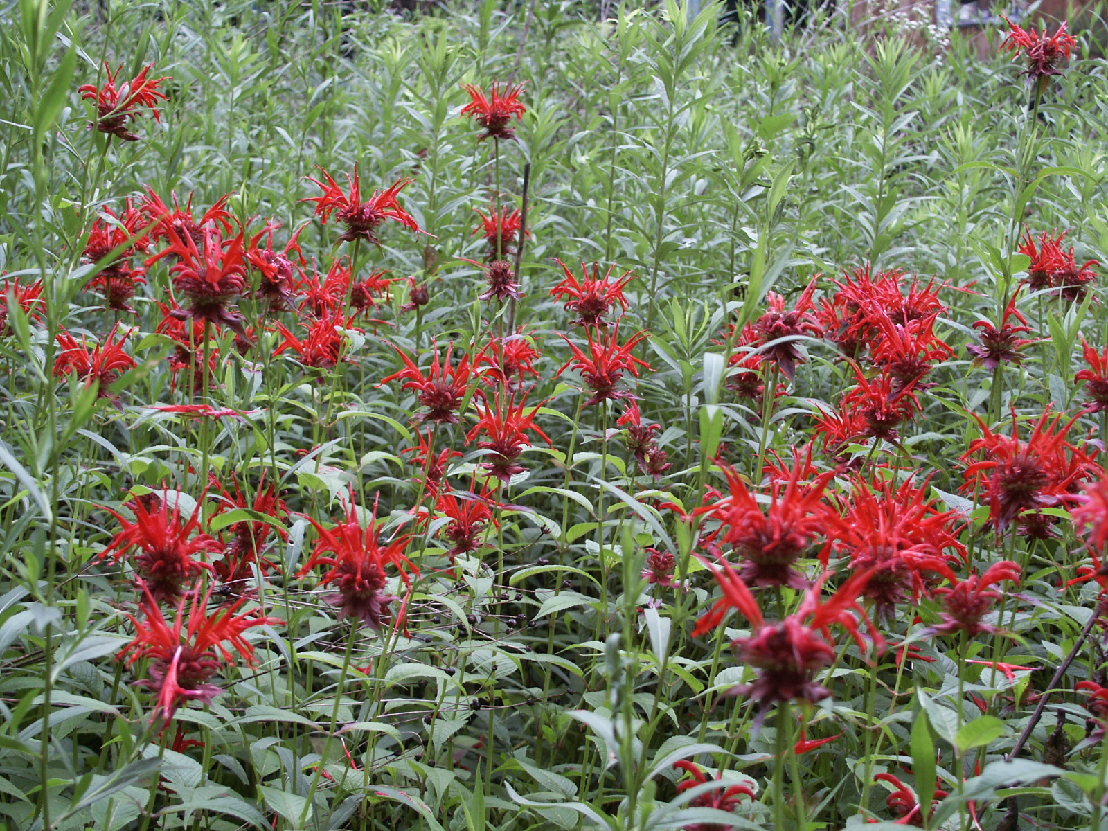 Monarda didyma