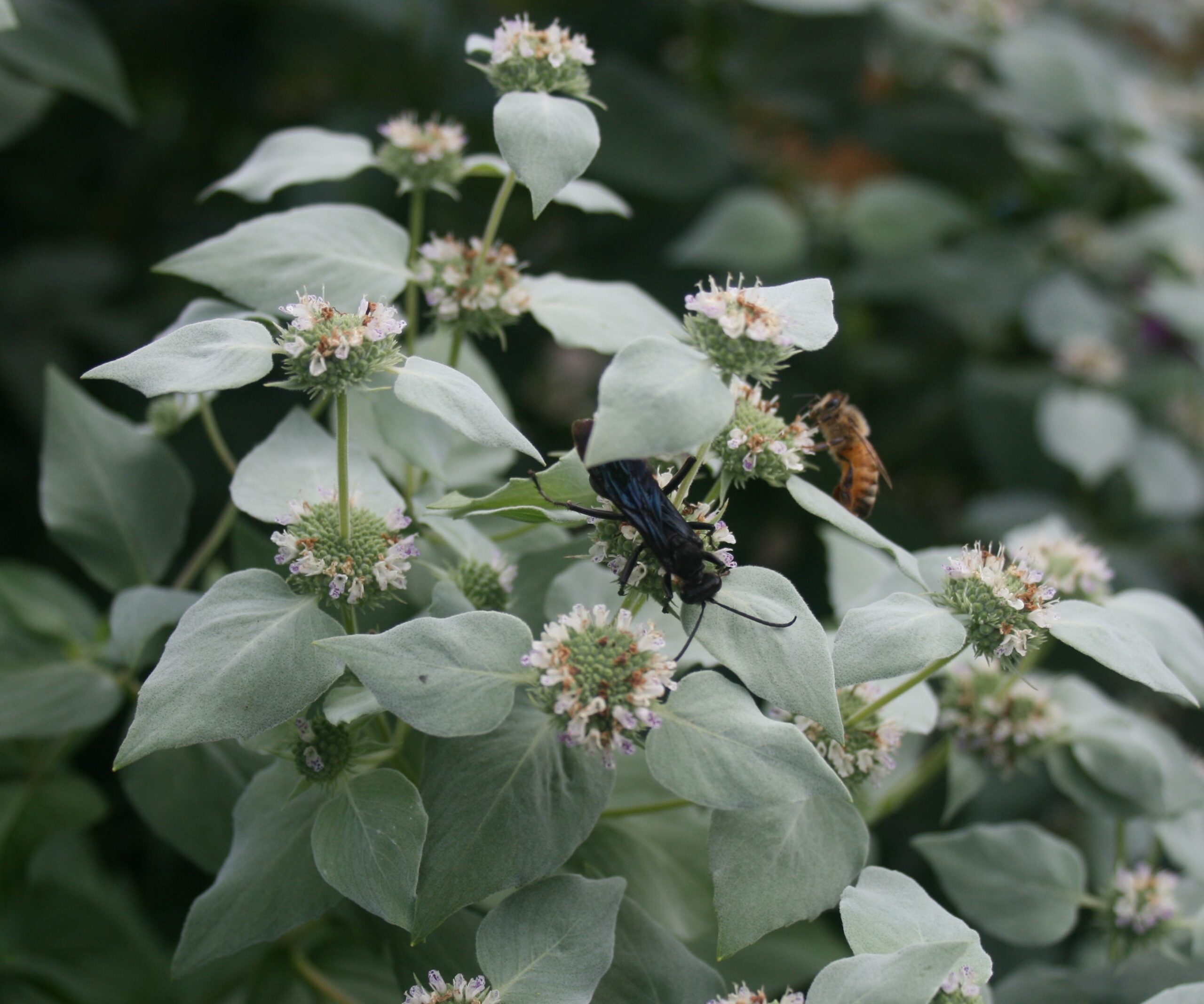 Mountain mint