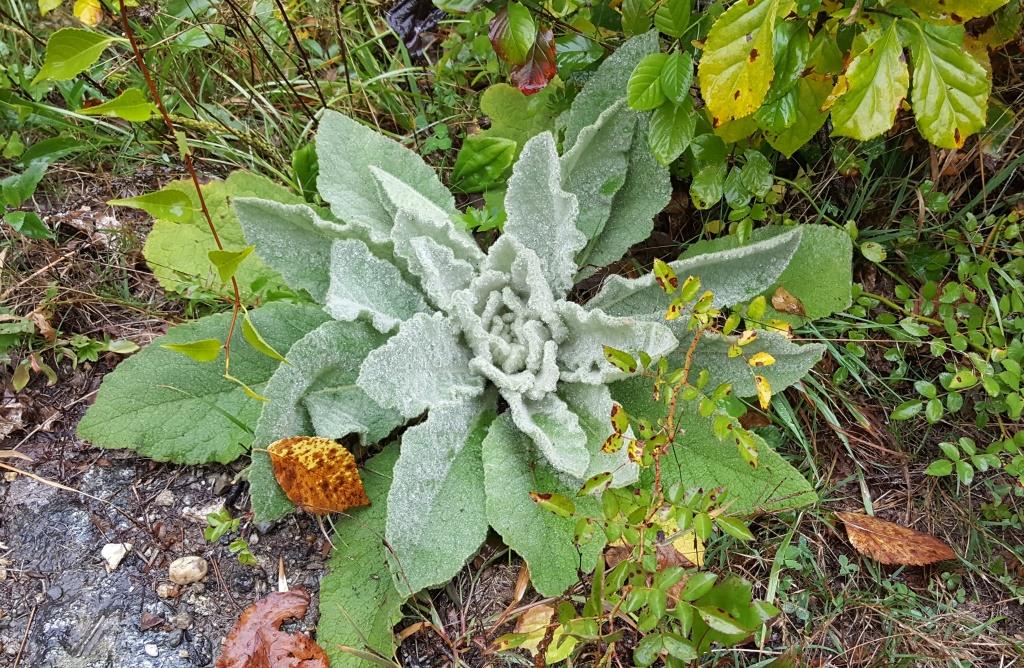 mullein