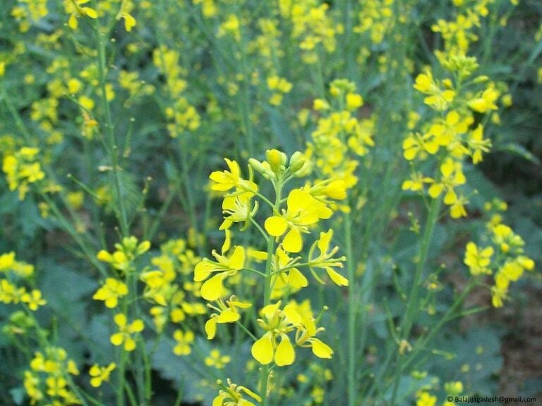 Mustard – A Zesty Herb of the Month