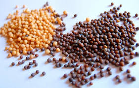 Mustard seed