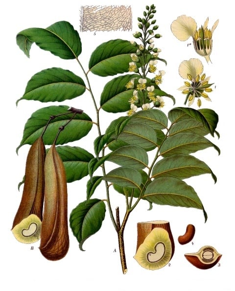 Myroxylon_balsamum_-_Köhler–s_Medizinal-Pflanzen