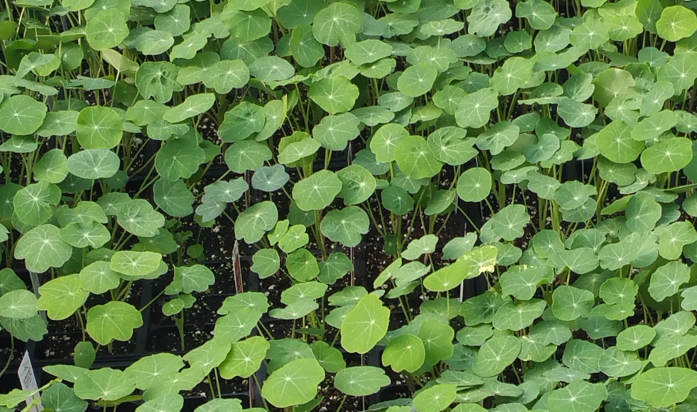 nasturtium