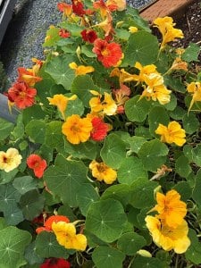 Nasturtium – August Herb of the Month