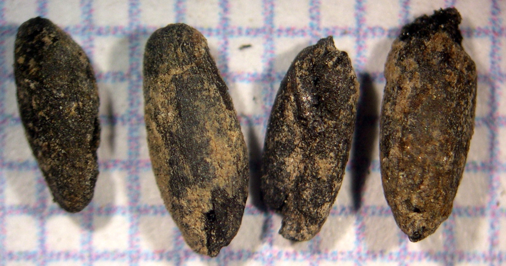 Carbonized oat or wheat seeds