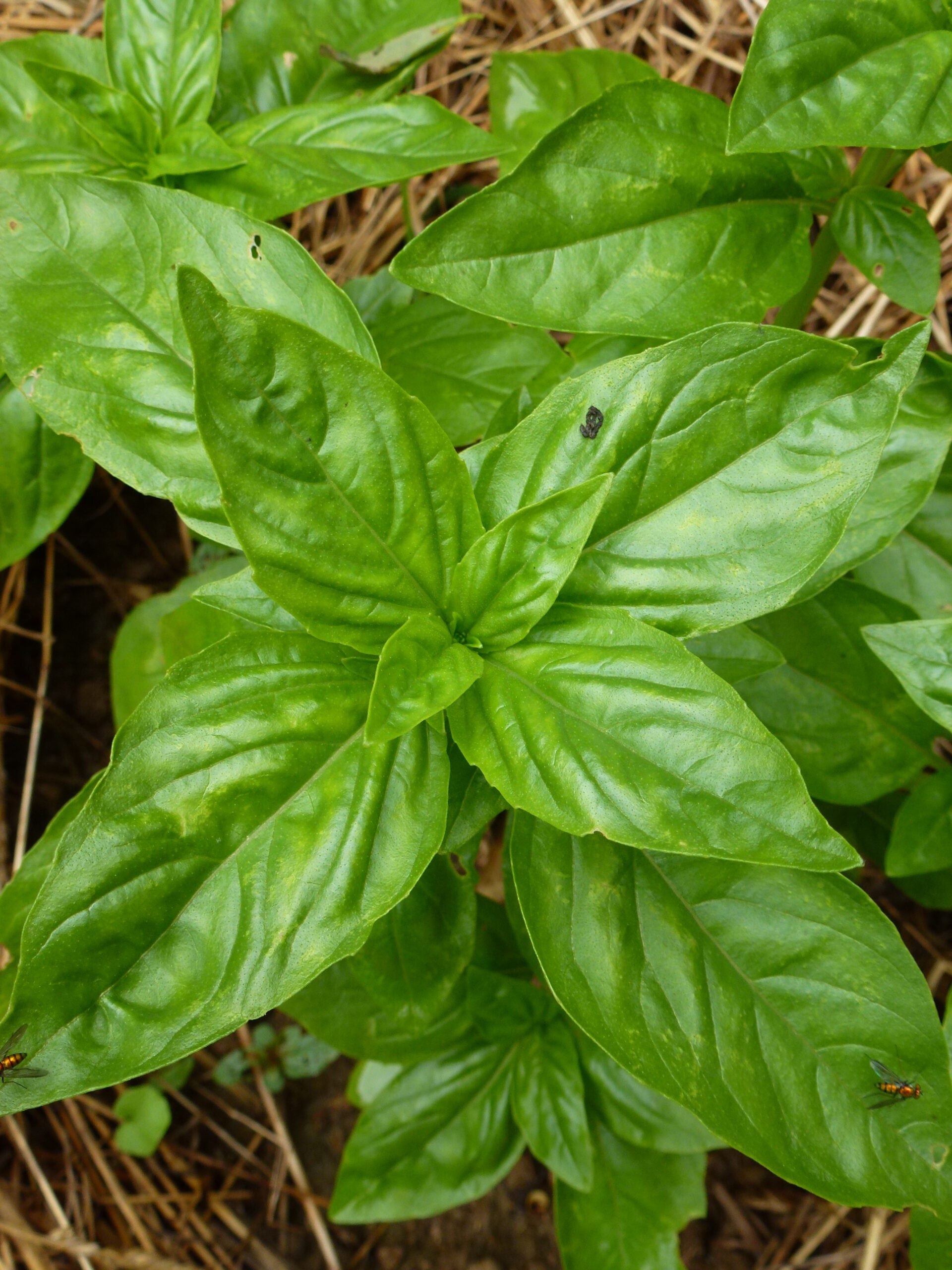 Large oval leaves of genoa green basil (Ocimum basilicum)