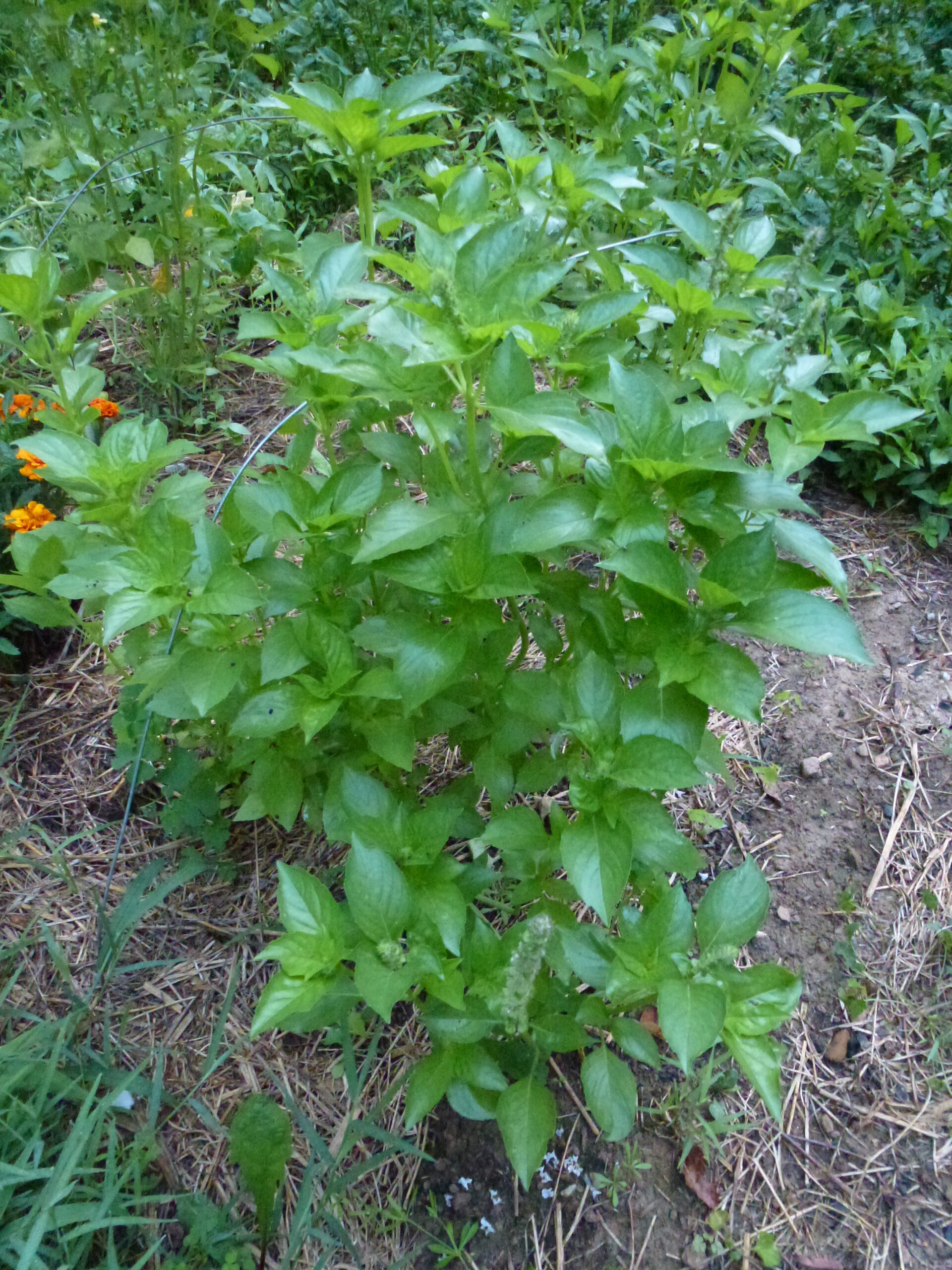 Ocimum basilicum 'Mrs Burns'