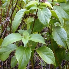 Ocimum gratissimum, clove basil
