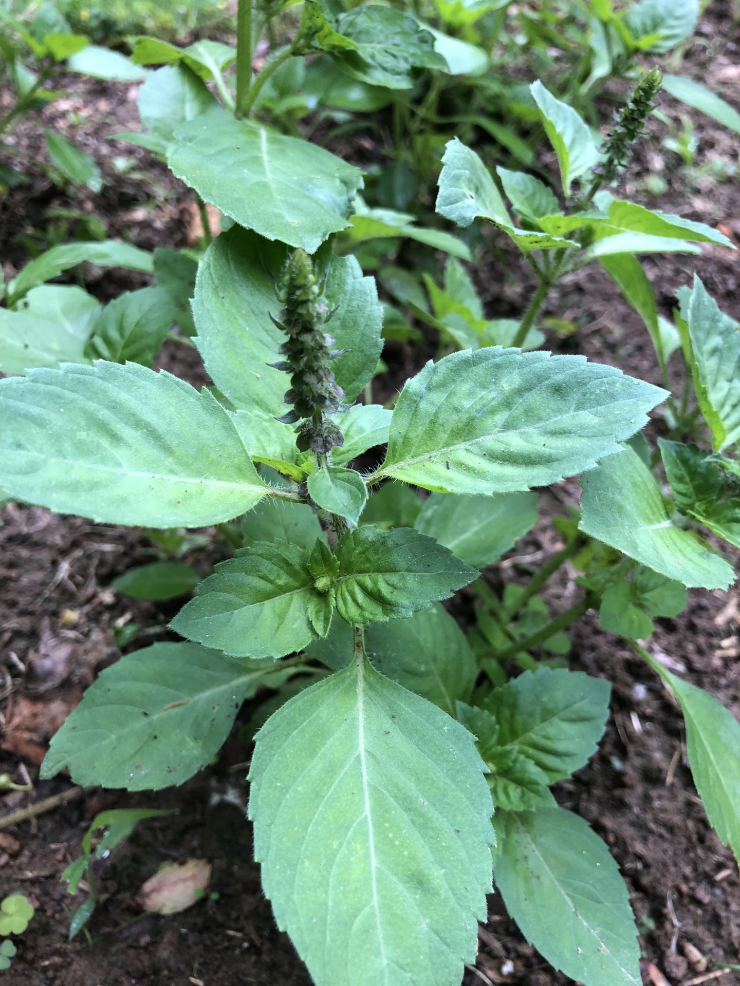 Leaves and flower spike of tulsi (Ocimum sanctum)