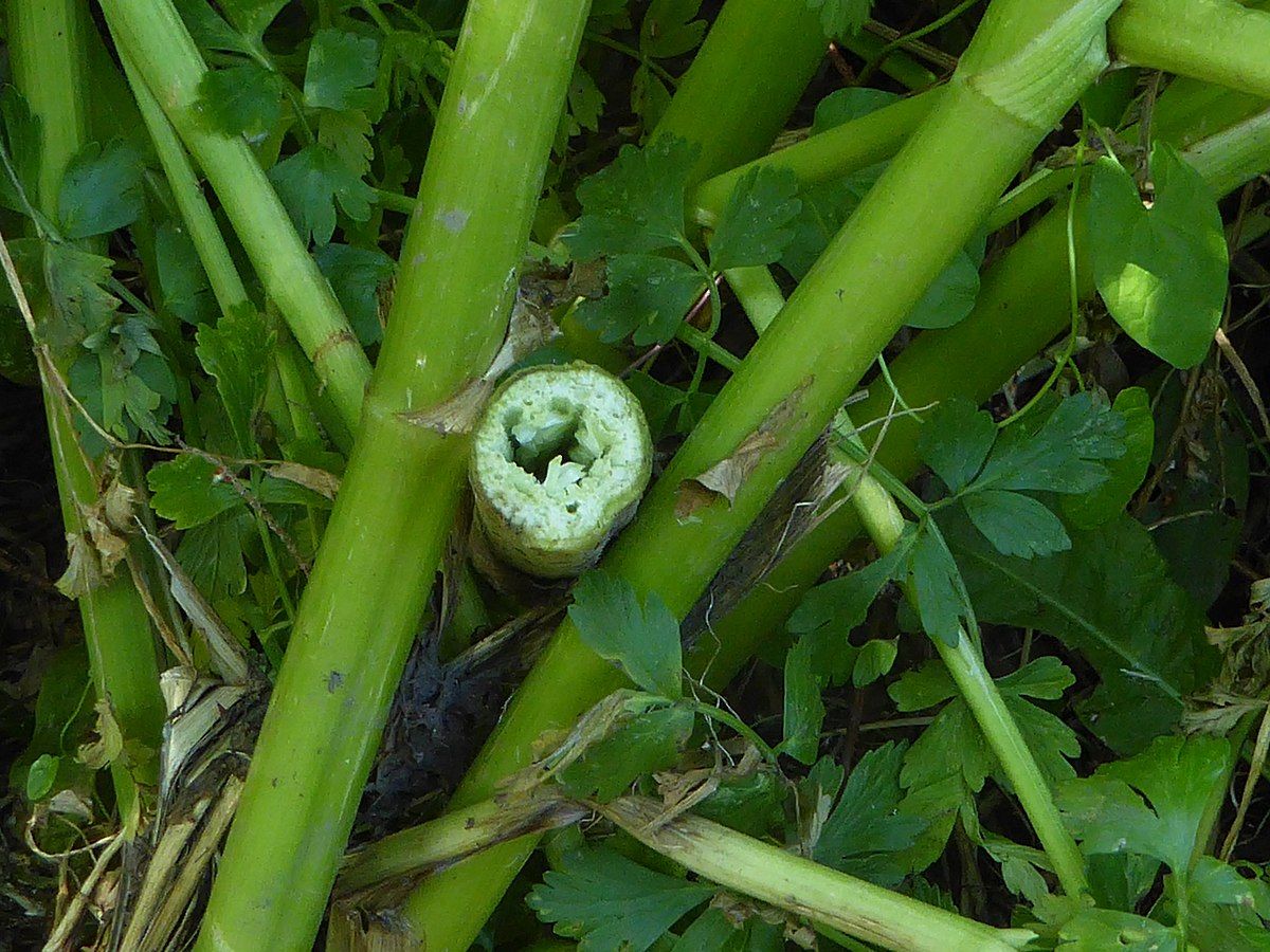 Green hollow stem of Oenanthe crocata