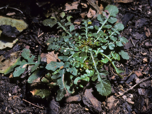 oenothera leaves