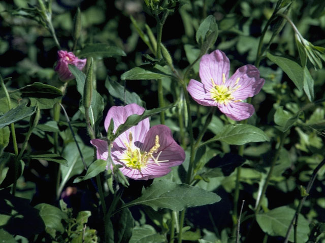 oenothera