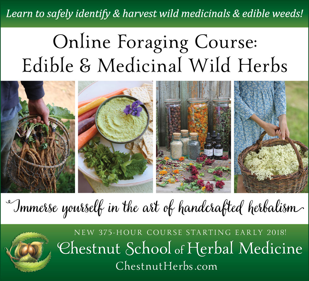 Online-Foraging-Course-Edible-and-Medicinal-Wild-Herbs-1