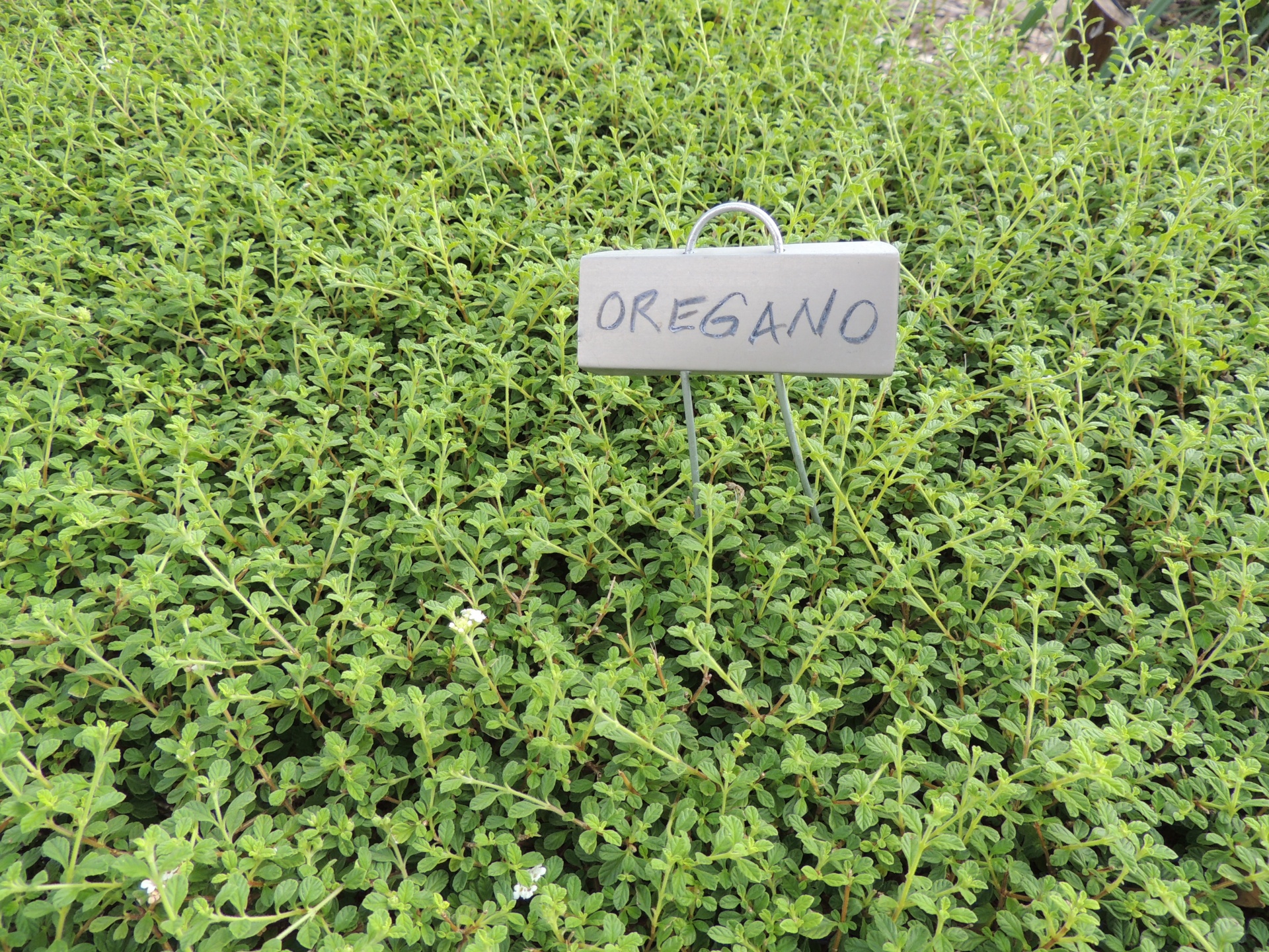 A mass of oregano plants with an oregano sign