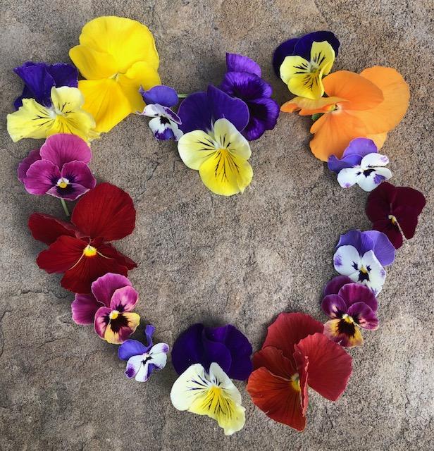 Pansy