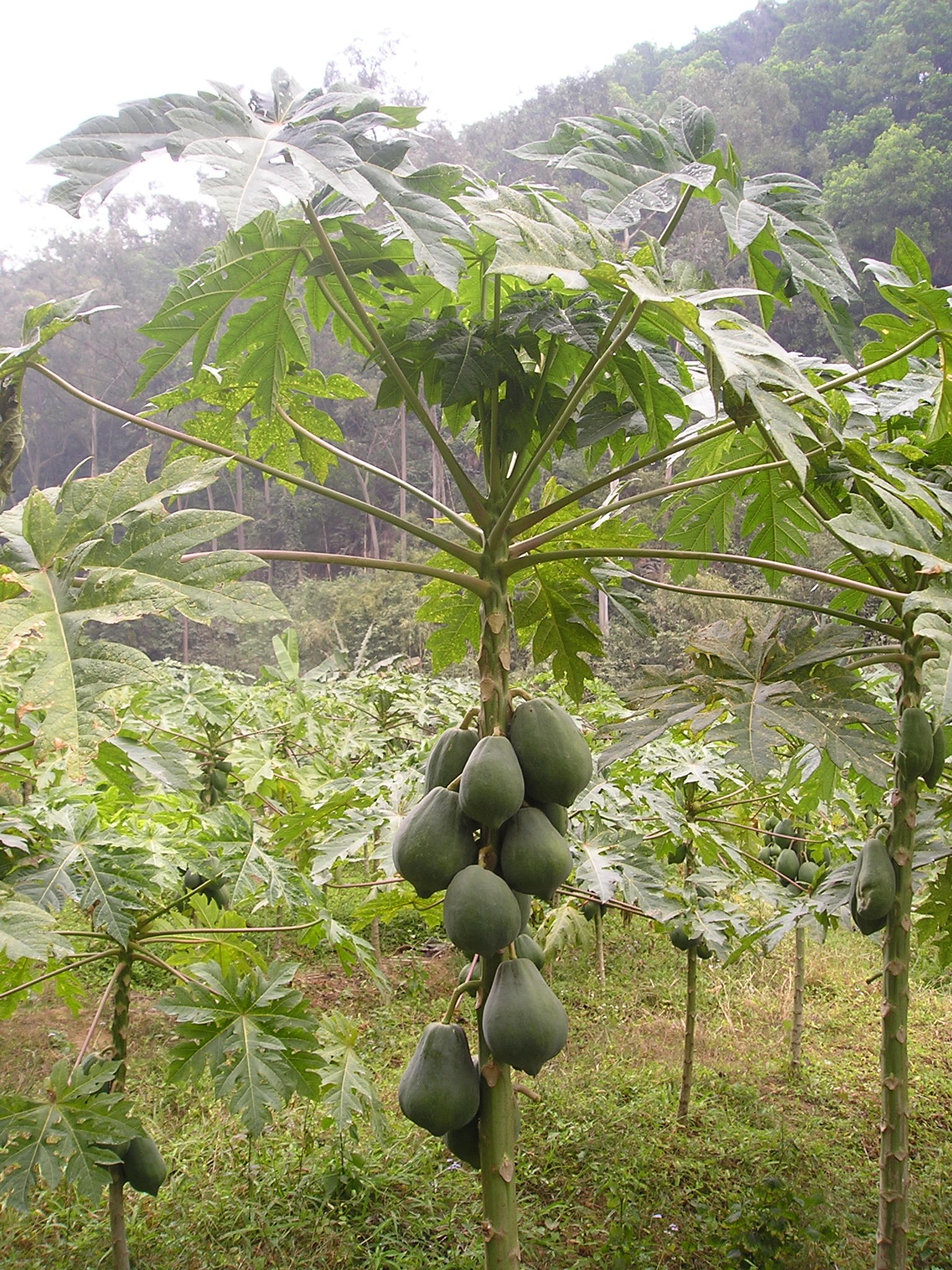 Papaya fruit on immature tree
