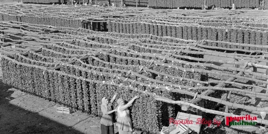 Drying paprika in the 1960s