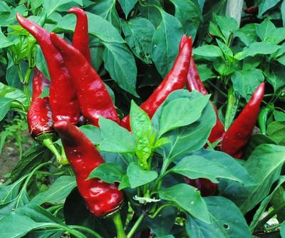 paprika plant