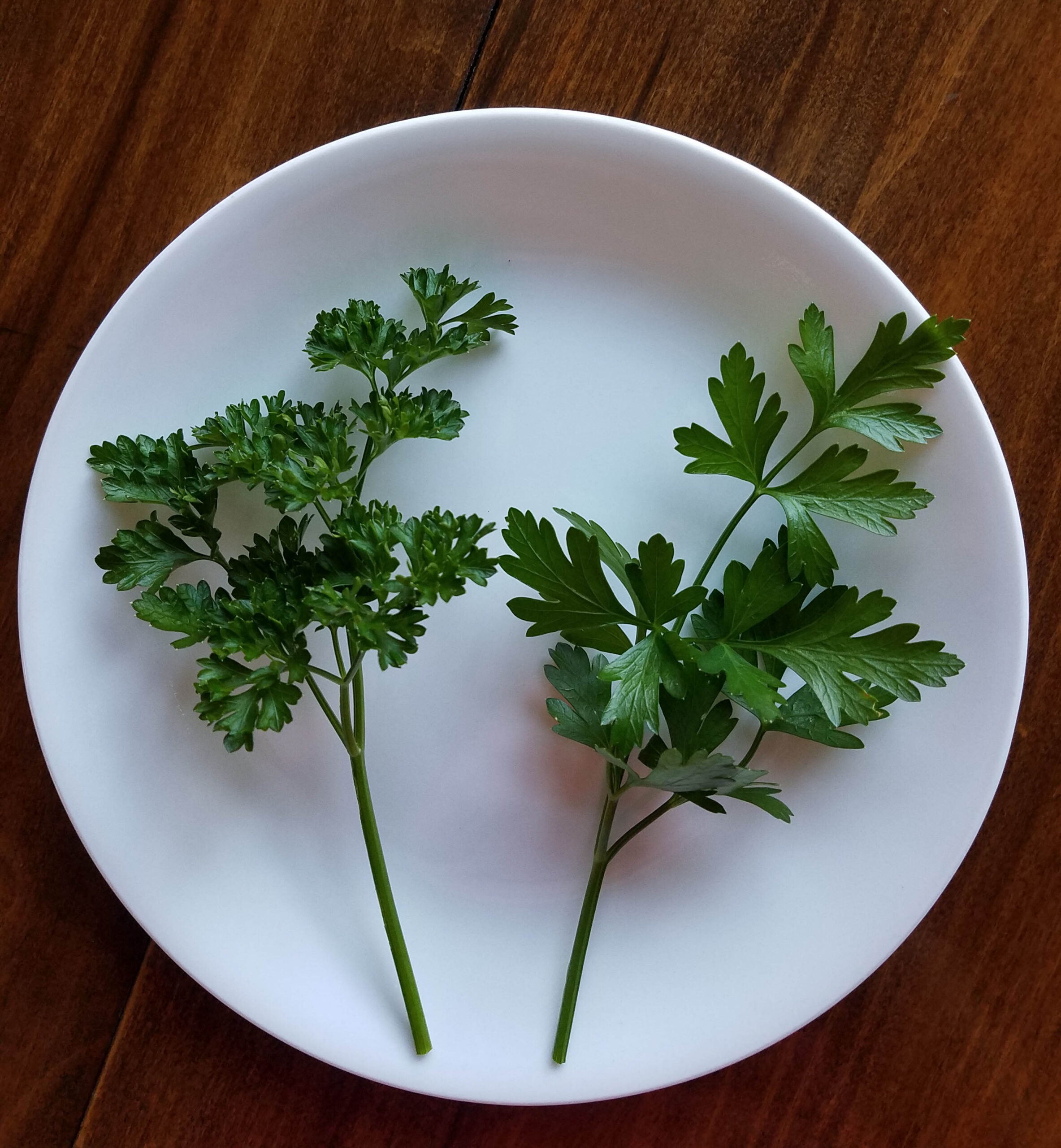Parsley